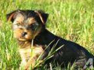 Yorkshire Terrier Puppy for sale in BULLARD, TX, USA