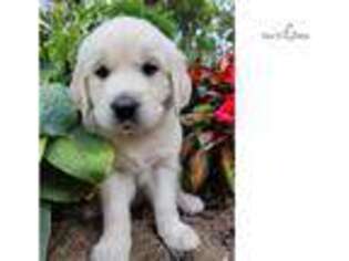 Mutt Puppy for sale in Annapolis, MD, USA