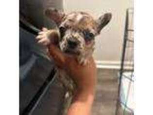 French Bulldog Puppy for sale in Patterson, CA, USA