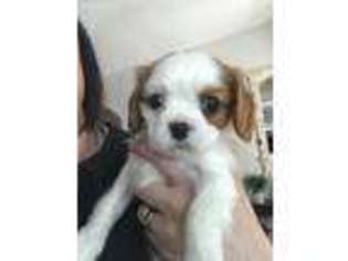 Cavalier King Charles Spaniel Puppy for sale in Benton, KY, USA