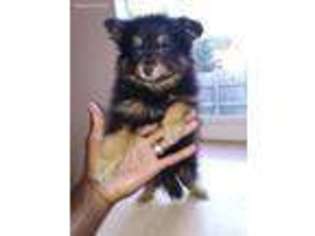 Pomeranian Puppy for sale in Covington, GA, USA