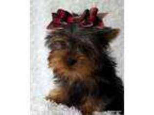 Yorkshire Terrier Puppy for sale in Grand Island, NE, USA