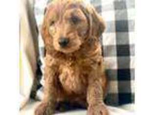 Goldendoodle Puppy for sale in Lenoir, NC, USA