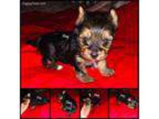 Yorkshire Terrier Puppy for sale in Summersville, WV, USA