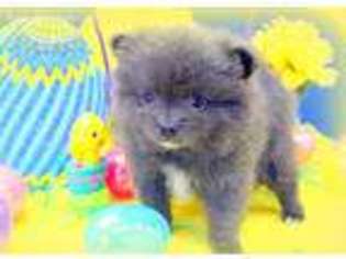 Pomeranian Puppy for sale in Walnut Grove, MO, USA