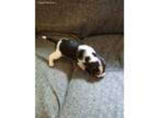 Beagle Puppy for sale in Nahant, MA, USA