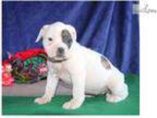 American Bulldog Puppy for sale in Lancaster, PA, USA