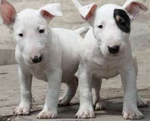 Bull Terrier Puppy for sale in Bronxville, NY, USA