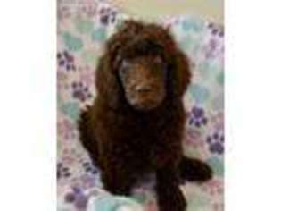 Mutt Puppy for sale in Jefferson, NC, USA