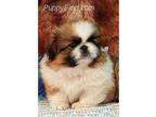 Pekingese Puppy for sale in Akron, OH, USA