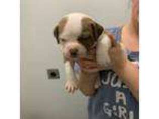 American Bulldog Puppy for sale in Denton, TX, USA