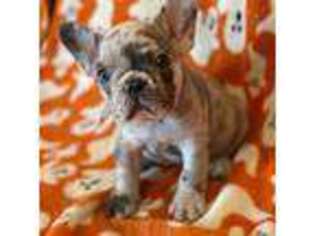French Bulldog Puppy for sale in Canton, TX, USA