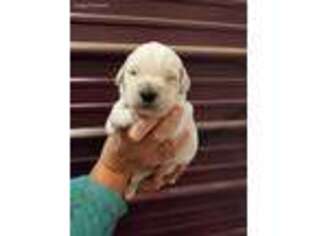 Labradoodle Puppy for sale in Trenton, MO, USA