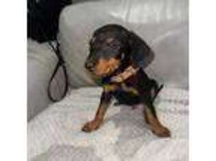 Doberman Pinscher Puppy for sale in Bixby, OK, USA
