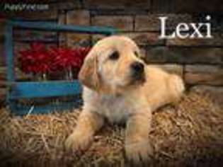 Golden Retriever Puppy for sale in Centerview, MO, USA