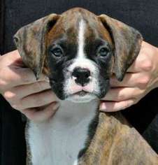 Boxer Puppy for sale in Red Oak, TX, USA