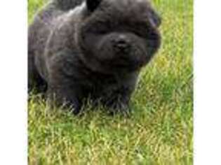 Chow Chow Puppy for sale in Paris, MI, USA