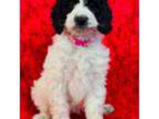 Mutt Puppy for sale in Kendall, NY, USA