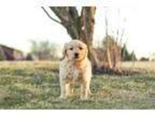 Golden Retriever Puppy for sale in Warsaw, IN, USA