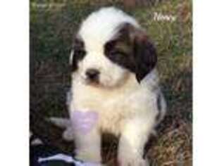 Saint Bernard Puppy for sale in Elkland, MO, USA