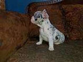 French Bulldog Puppy for sale in Grandview, WA, USA