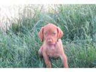 Vizsla Puppy for sale in Hull, IA, USA