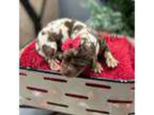 Dachshund Puppy for sale in West Plains, MO, USA