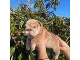 Bulldog Puppy for sale in Sacramento, CA, USA