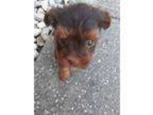Yorkshire Terrier Puppy for sale in Beckley, WV, USA
