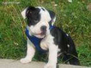 Bulldog Puppy for sale in Oak Park, MI, USA