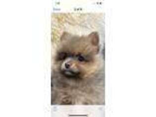 Pomeranian Puppy for sale in Loomis, CA, USA
