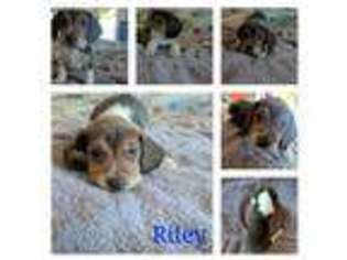 Beagle Puppy for sale in Doyle, CA, USA