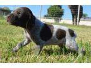 German Shorthaired Pointer Puppy for sale in Gilbert, AZ, USA