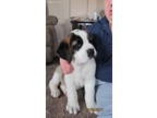 Saint Bernard Puppy for sale in Pioneer, OH, USA
