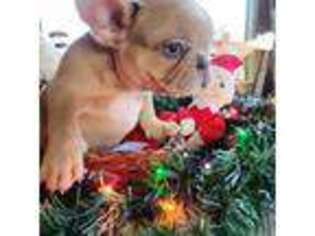 French Bulldog Puppy for sale in Mora, MN, USA