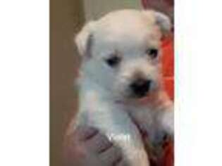 West Highland White Terrier Puppy for sale in Muskogee, OK, USA