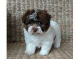 Havanese Puppy for sale in Springfield, TN, USA