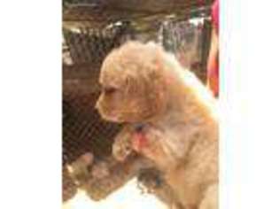 Goldendoodle Puppy for sale in Vista, CA, USA