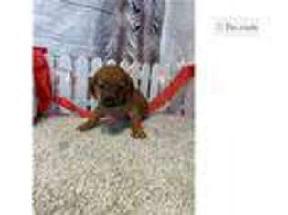 Chiweenie Puppy for sale in Fort Wayne, IN, USA