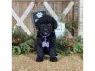 Mutt Puppy for sale in Wolcott, IN, USA