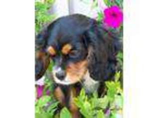 Cavalier King Charles Spaniel Puppy for sale in MONROE, WA, USA
