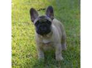 French Bulldog Puppy for sale in Franklinton, LA, USA