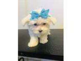 Maltese Puppy for sale in Celina, TX, USA