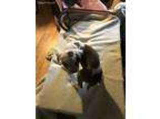 Olde English Bulldogge Puppy for sale in Coatesville, PA, USA