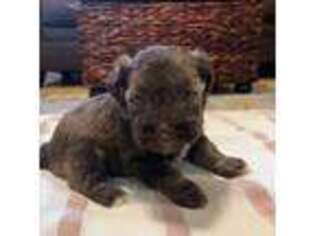 Mutt Puppy for sale in Smithfield, NC, USA