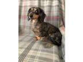 Dachshund Puppy for sale in Kenton, OH, USA