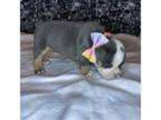 Bulldog Puppy for sale in Lathrop, CA, USA