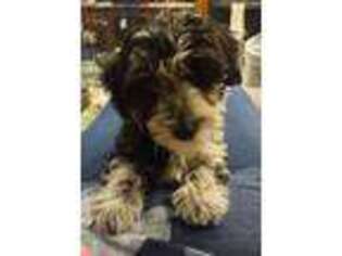 Yorkshire Terrier Puppy for sale in Alba, TX, USA