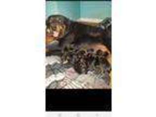 Rottweiler Puppy for sale in Lenoir, NC, USA