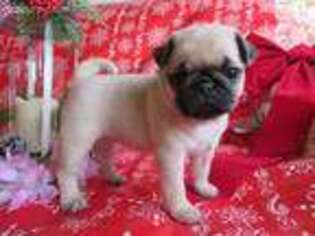 Pug Puppy for sale in Shiloh, OH, USA